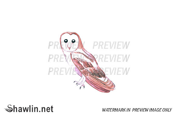 Barn Owl Bird Watercolor & Illustrations