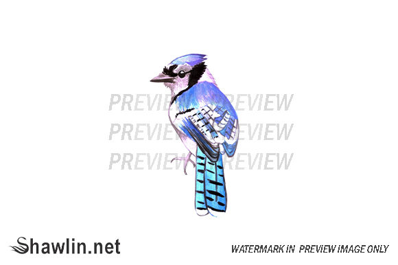 Blue Jay Watercolor Bird Illustrations Review