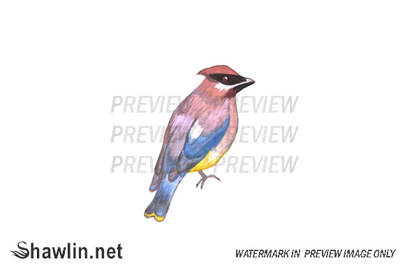 Cedar Waxwing Bird Watercolor & Illustrations