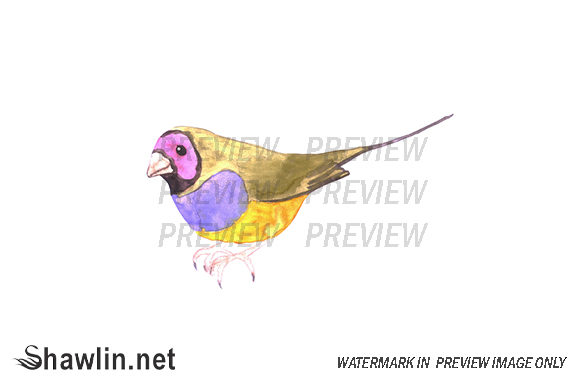 Finch Watercolor Bird: Illustrations for Crafters