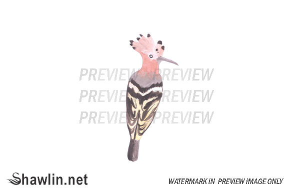 Hoopoe Watercolor Bird Illustrations Review