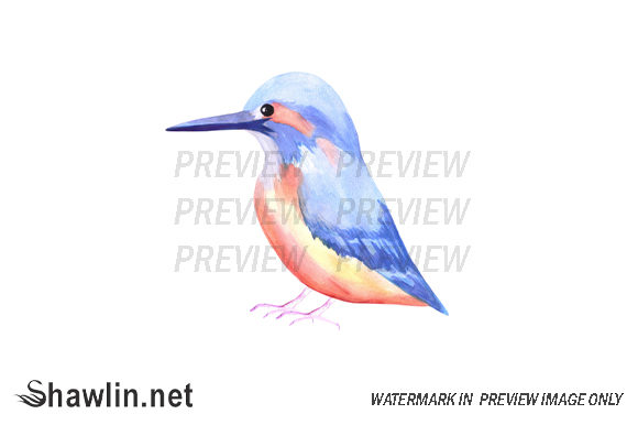 Kingfisher Bird Watercolor Illustrations Review