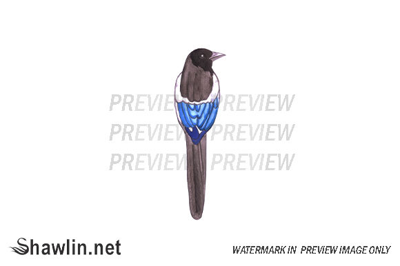 Magpie Bird Watercolor Illustrations Review