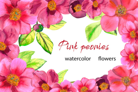 Pink Peonies Watercolor Flowers Illustrations