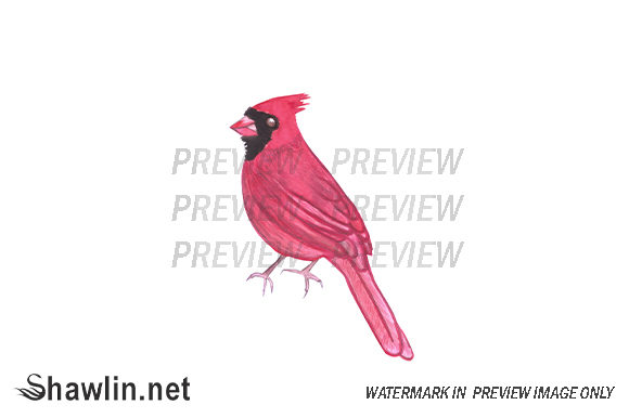 Red Cardinal Bird Watercolor Illustrations