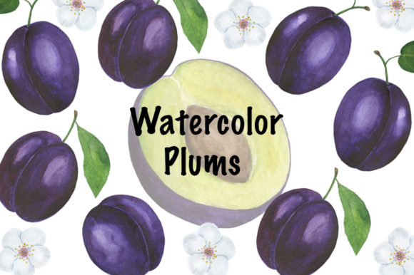 Set Plum Watercolor Illustration Review