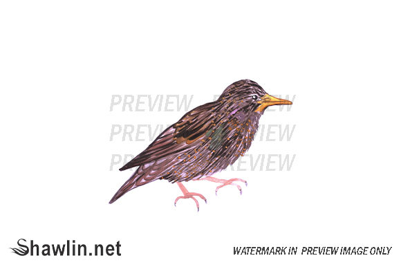 Starling Watercolor Bird: Illustrations for Crafters