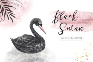 Watercolor Black Swan Set Illustrations Review