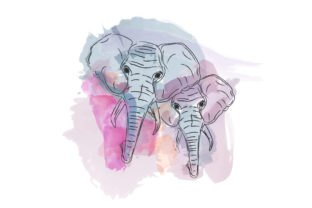 Watercolor Elephant Illustrations Review
