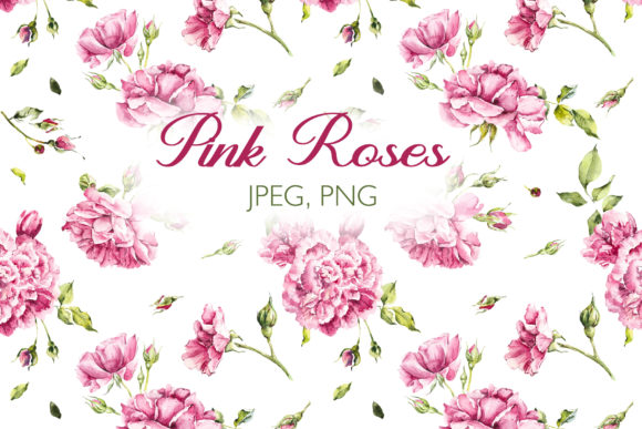 Watercolor Pink Roses Illustrations Review