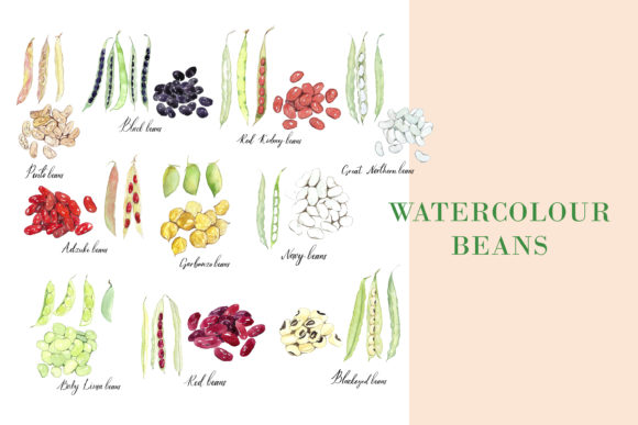 Watercolour Beans Illustration for Branding